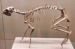 Egy Dorcatherium nauii csontváza