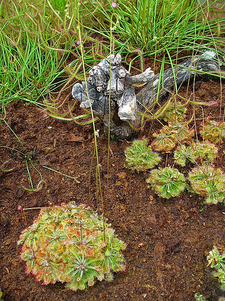 File:Drosera capillaris 001.JPG