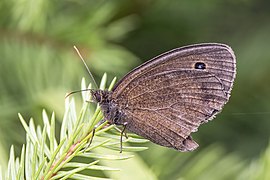 Male underside