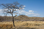 Vorschaubild für Datei:Duesternbrook Leopard auf Baum.jpg