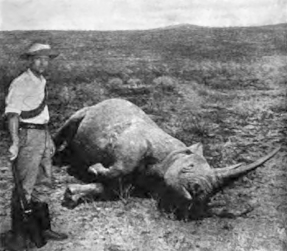 Captain Duquesne, of the Boer Army, having shot a black rhinoceros, circa 1900 Duquesne hunting white rhino.gif