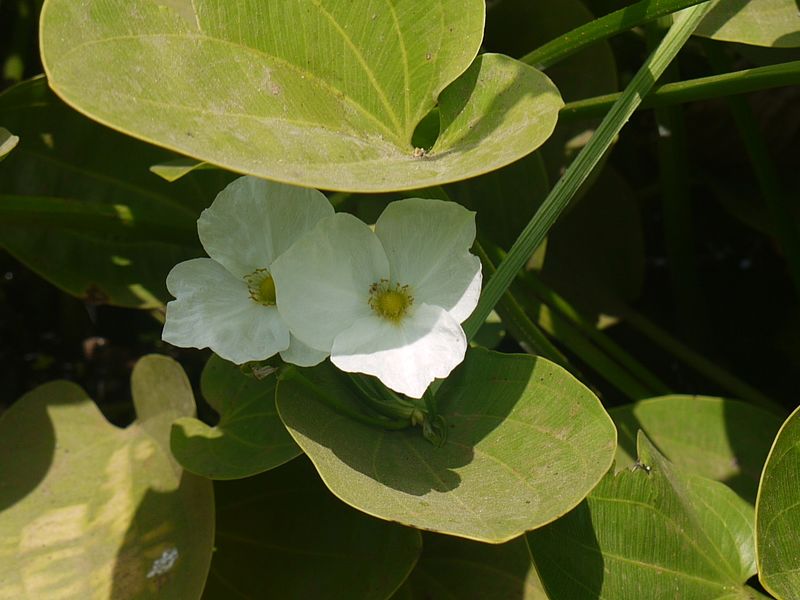 File:Echinodorus palaefolius (4592578860).jpg