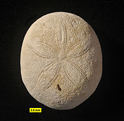 Echinolampas ovalis, Middle Eocene, Civrac-en-Medoc, France. Echinolampas ovalis M Eocene Civrac-en-Medoc France.JPG