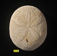 Echinolampas ovalis, Cassiduloida, pertengahan Eosen, sekitar 40 jtd