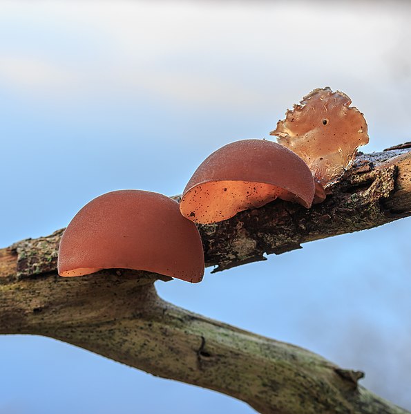 File:Echt judasoor (Auricularia auricula-judae, synoniem, Hirneola auricula-judae). Locatie, Natuurterrein De Famberhorst 02.jpg