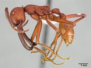 <i>Eciton mexicanum</i> Species of ant