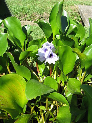 <i>Pontederia azurea</i> Species of aquatic plant