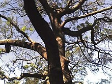 Ekebergia capensis.JPG