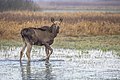 48 Elk (Alces alces) calf Biebrzanski uploaded by Charlesjsharp, nominated by Charlesjsharp,  25,  0,  0