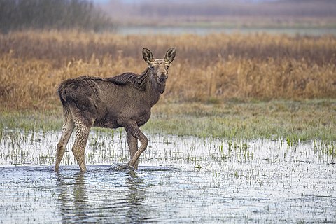 Elk (Alces alces alces) calf