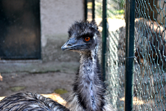 Emù nello zoo di Napoli.png