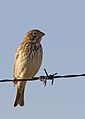 * Nomination Corn Bunting (Emberiza calandra) Kahramanmaraş - Turkey. --Zcebeci 05:25, 26 November 2016 (UTC) * Promotion Good quality. -- Ikan Kekek 06:00, 26 November 2016 (UTC)