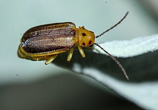 <i>Trirhabda geminata</i> Species of beetle