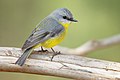 Eastern Yellow Robin (Eopsaltria australis), Mogo Campground, New South Wales, Australia