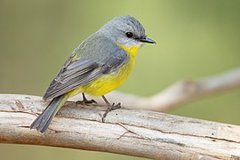 Eopsaltria australis - Mogo Campground