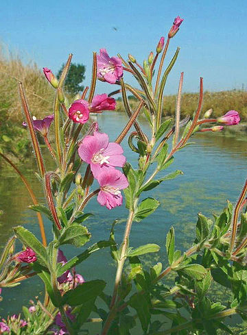 Epilobium hirsutum