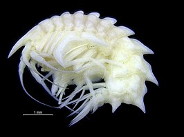 Epimeria cornigera