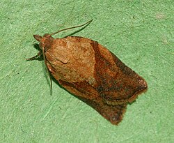 Epiphyas postvittana (Light Brown Apple Moth).jpg