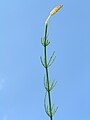 Equisetum palustre1.JPG