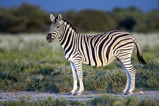 Зебра у Намибији.