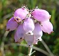 Glocken-Heide (Erica tetralix)