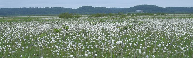 File:Eriophorum vaginatum Kiritappu wetland01.jpg