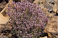 Erysimum скопариумы 89E18.jpg