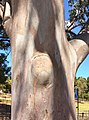 Eucalyptus propinqua - trunk bark.jpg