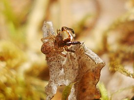 Euophrys