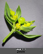 Euphorbia exigua sl2.jpg