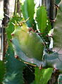 Euphorbia triangularis serres du Jardin du Luxembourg 4.JPG