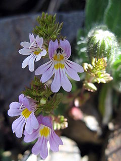 <i>Euphrasia salisburgensis</i> Species of flowering plants in the broomrape family
