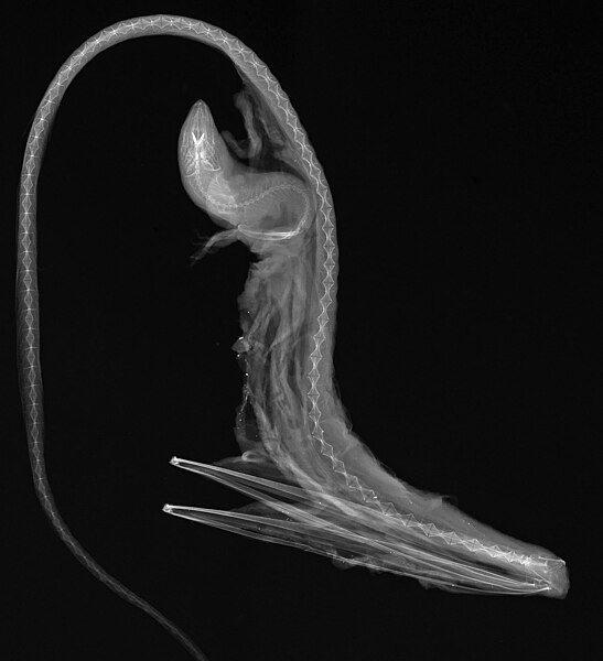 File:Eurypharynx pelecanoides X-ray (cropped).jpg