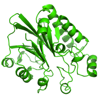 <span class="mw-page-title-main">Exonuclease III</span>