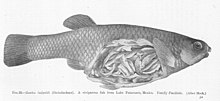 FMIB 51559 Goodea luitpoldi (Steindachner) Ein viviparer Fisch aus dem Patzcuaro-See, Mexiko Familie Paciliidae.jpeg