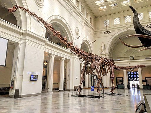 FMNH Patagotitan 