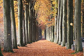 La drève de Mariemont en automne.