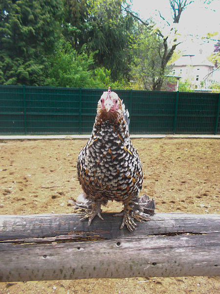 File:Federfüßiges Zwerghuhn im Tierpark Bischofswerda.jpg