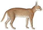 Miniatuur voor Bestand:Felis caracal - 1818-1842 - Print - Iconographia Zoologica - Special Collections University of Amsterdam -(White Background).jpg