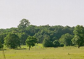 Ficus macrophylla - Alstonville.jpg 