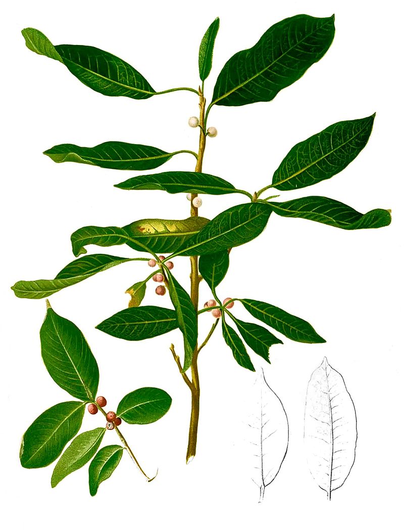 Ficus microcarpa - Wikipedia, la enciclopedia libre