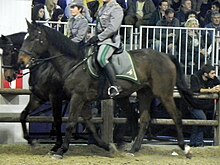 Fieracavalli 2014 - Persano.jpg