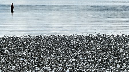 Fail:Fisherman at Gullmarsvik mudflats.jpg