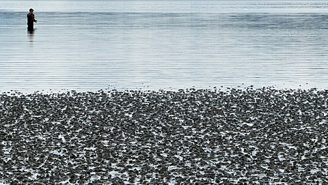 Fisherman at Gullmarsvik mudflats