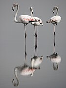 Flamants roses au lac de Tunis