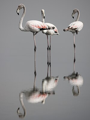 Greater Flamingos at Tunis south lake