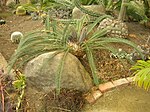 Flickr - brewbooks - Cycads in the greenhouse - Paloma gardens (1).jpg