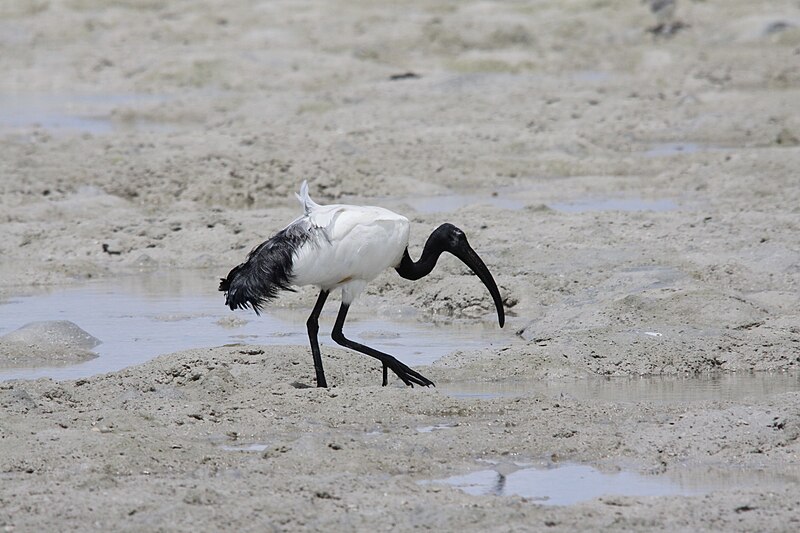 File:Flickr - don macauley - Threskiornis aethiopicus 2.jpg