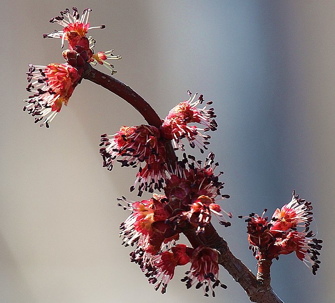 File:Flowering red maple at Missisquoi National Wildlife Refuge. (7090275577).jpg