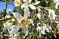 * Nomination: Flowering tree (Ceiba speciosa) in the Chinese garden of Serentiy, Malta --Kritzolina 11:22, 4 January 2020 (UTC) * * Review needed